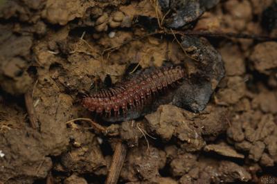  Polydesmus angustus Latzel, 1884