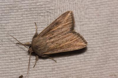 Leucanie riveraine (La) Mythimna riparia (Rambur, 1829)