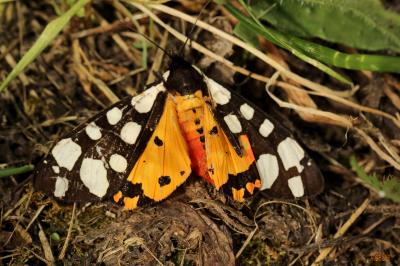 Ecaille fermière (L'), Ecaille villageoise (L') Arctia villica (Linnaeus, 1758)