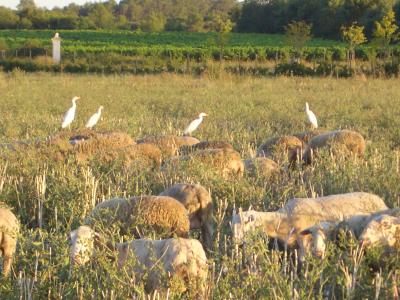 Héron garde-boeufs Bubulcus ibis (Linnaeus, 1758)