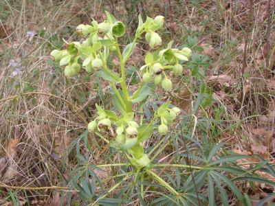 Hellébore fétide, Pied-de-griffon Helleborus foetidus L., 1753