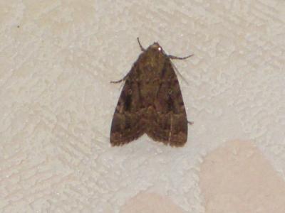 Pyramide (La) Amphipyra pyramidea (Linnaeus, 1758)