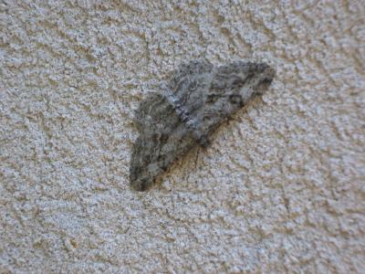 Boarmie rhomboïdale (La), Boarmie commune (La) Peribatodes rhomboidaria (Denis & Schiffermüller, 1775)