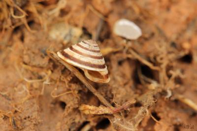 Troque élégante Trochoidea elegans (Gmelin, 1791)