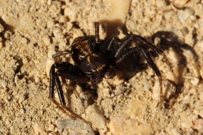 Xystique Xysticus 