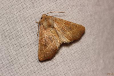 Xanthie topaze (La) Atethmia centrago (Haworth, 1809)