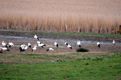 Cigogne blanche Ciconia ciconia (Linnaeus, 1758)