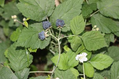 Rosier bleue, Ronce à fruits bleus, Ronce bleue Rubus caesius L., 1753