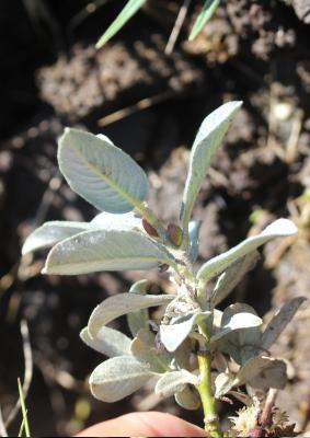 Saule des Pyrénées Salix pyrenaica Gouan, 1773