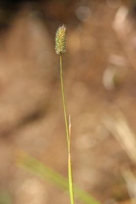 Fléole des Alpes Phleum alpinum L., 1753
