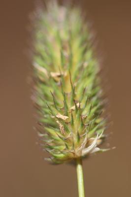 Fléole des Alpes Phleum alpinum L., 1753