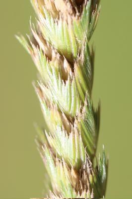 Crételle Cynosurus cristatus L., 1753