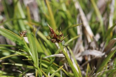 Laîche à pilules Carex pilulifera L., 1753