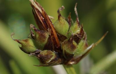 Laîche à pilules Carex pilulifera L., 1753