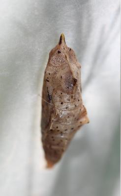 Piéride de la Rave (La), Petit Blanc du Chou (Le), Pieris rapae (Linnaeus, 1758)