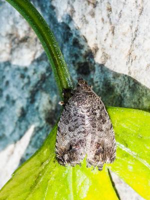  Cydia pomonella (Linnaeus, 1758)