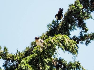 Coucou geai Clamator glandarius (Linnaeus, 1758)