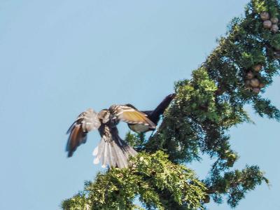 Coucou geai Clamator glandarius (Linnaeus, 1758)