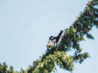 Coucou geai Clamator glandarius (Linnaeus, 1758)