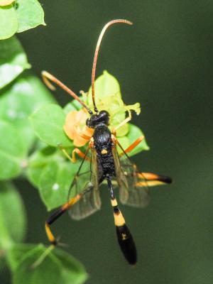  Acroricnus seductor (Scopoli, 1786)