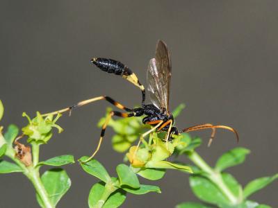  Acroricnus seductor (Scopoli, 1786)