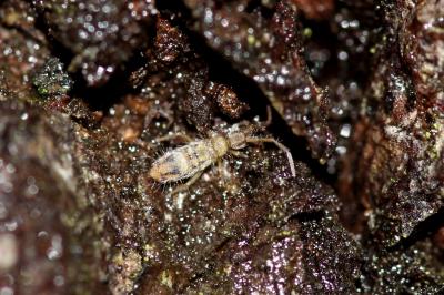  Entomobrya nivalis (Linnaeus, 1758)
