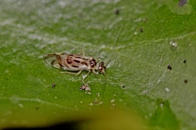  Graphopsocus cruciatus (Linnaeus, 1768)