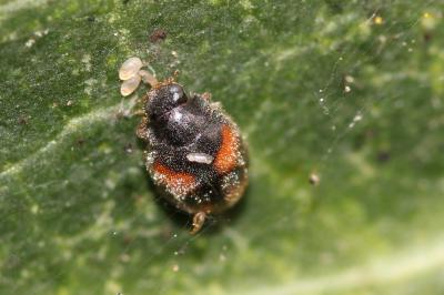 Dermeste- tortue noire Nephus quadrimaculatus (Herbst, 1783)