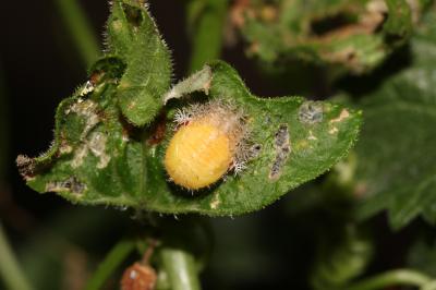 Coccinelle argus Henosepilachna argus (Geoffroy in Fourcroy, 1785)