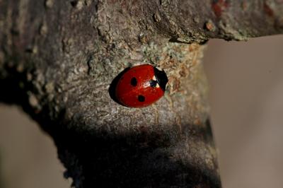 Coccinella quinquepunctata Linnaeus, 1758