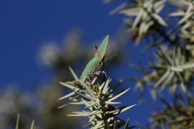 Thécla de la Ronce (La), Argus vert (L') Callophrys rubi (Linnaeus, 1758)