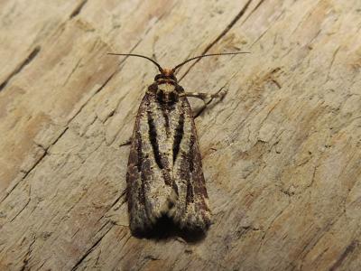  Lozotaeniodes cupressana (Duponchel, 1836)