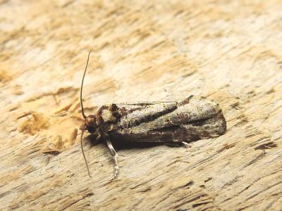  Lozotaeniodes cupressana (Duponchel, 1836)