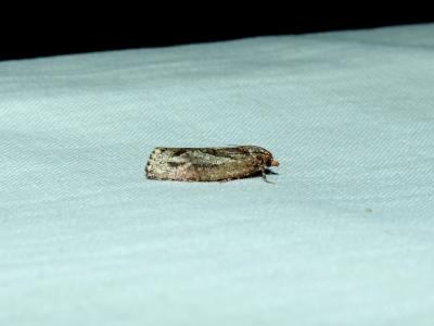  Lozotaeniodes cupressana (Duponchel, 1836)