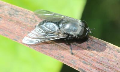  Dasyrhamphis ater (Rossi, 1790)
