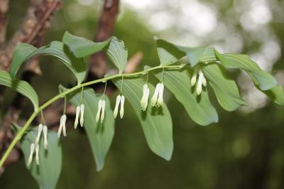 Sceau de Salomon multiflore, Polygonate multiflore Polygonatum multiflorum (L.) All., 1785