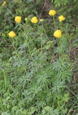 Trolle d'Europe Trollius europaeus L., 1753