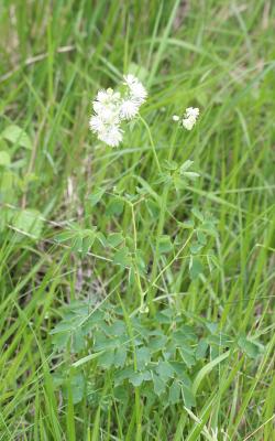 Pigamon à feuilles d'ancolie, Colombine plumeuse Thalictrum aquilegiifolium L., 1753