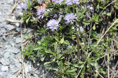 Globulaire à feuilles cordées, Veuve-céleste Globularia cordifolia L., 1753