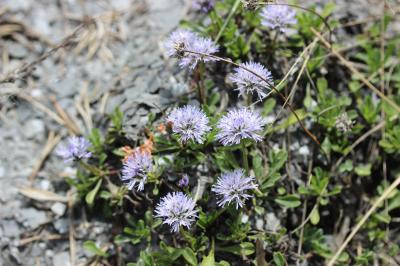 Globulaire à feuilles cordées, Veuve-céleste Globularia cordifolia L., 1753