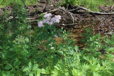 Pigamon à feuilles d'ancolie, Colombine plumeuse Thalictrum aquilegiifolium L., 1753