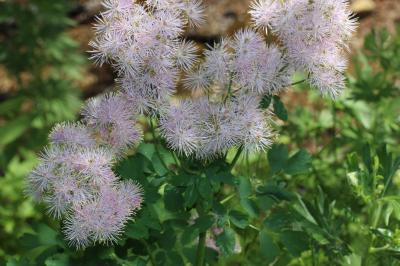 Pigamon à feuilles d'ancolie, Colombine plumeuse Thalictrum aquilegiifolium L., 1753
