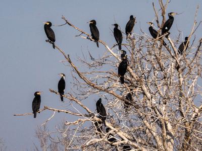 Grand Cormoran Phalacrocorax carbo sinensis (Shaw & Nodder, 1801)
