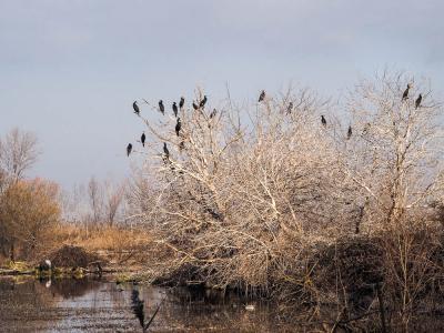 Grand Cormoran Phalacrocorax carbo sinensis (Shaw & Nodder, 1801)