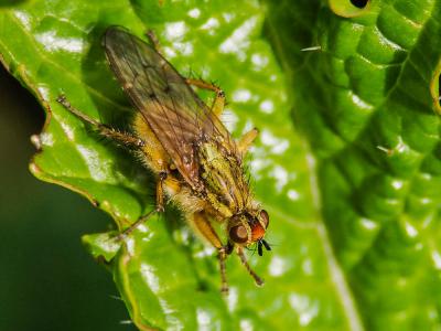 Scathophage du fumier, Mouche à merde Scathophaga stercoraria (Linnaeus, 1758)
