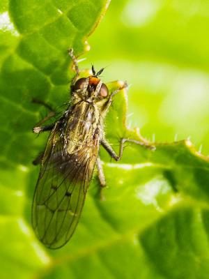 Scathophage du fumier, Mouche à merde Scathophaga stercoraria (Linnaeus, 1758)