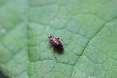 Psallus 