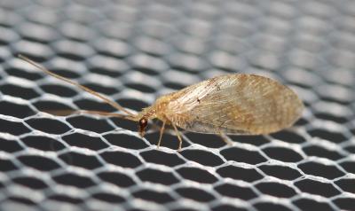  Hemerobius humulinus Linnaeus, 1758