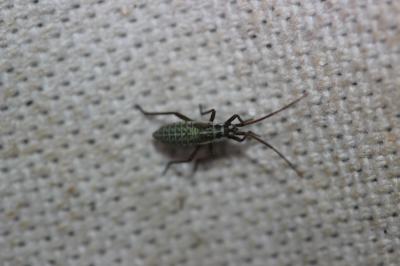  Leptopterna dolabrata (Linnaeus, 1758)
