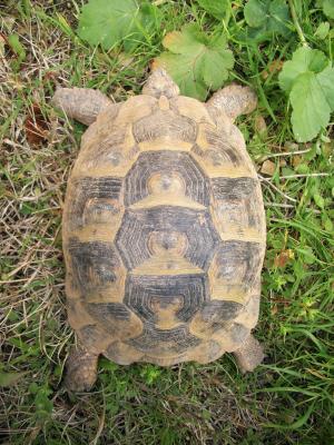Tortue grecque Testudo graeca Linnaeus, 1758